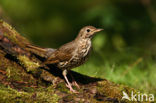 Song Thrush (Turdus philomelos)