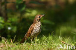 Song Thrush (Turdus philomelos)