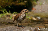 Song Thrush (Turdus philomelos)