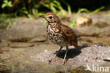 Song Thrush (Turdus philomelos)