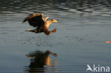 Zeearend (Haliaeetus albicilla)