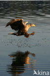 Zeearend (Haliaeetus albicilla)