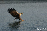 Zeearend (Haliaeetus albicilla)