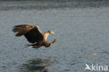 Zeearend (Haliaeetus albicilla)