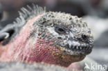 Marine Iguana (Amblyrhynchus cristatus) 