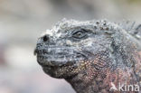 Marine Iguana (Amblyrhynchus cristatus) 