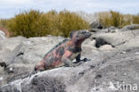 Marine Iguana (Amblyrhynchus cristatus) 