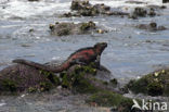 Marine Iguana (Amblyrhynchus cristatus) 