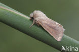 Small Wainscot (Chortodes pygmina)