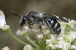 Zesvlekkige groefbij (Lasioglossum sexnotatum) 