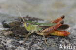 Stripe-winged Grasshopper (Stenobothrus lineatus)