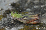 Stripe-winged Grasshopper (Stenobothrus lineatus)