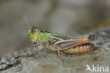 Stripe-winged Grasshopper (Stenobothrus lineatus)