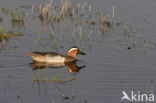 Garganey (Anas querquedula)