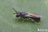 Zompmaskerbij (Hylaeus gredleri)