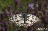 Zuidelijk dambordje (Melanargia russiae)