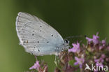 Zuidelijk staartblauwtje (Cupido alcetas)