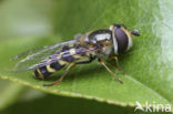 Scaeva dignota