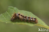 Zuringuil (Acronicta rumicis)