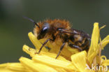 Zwartbronzen houtmetselbij (Osmia niveata) 