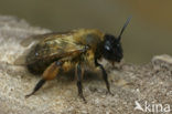 Zwartbronzen zandbij (Andrena nigroaenea)