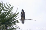 Great Black-Hawk (Buteogallus urubitinga)