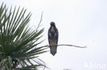 Zwarte Arendbuizerd (Buteogallus urubitinga)