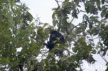 Black howler monkey (Alouatta caraya)