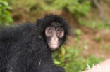 Colombian Black Spider Monkey (Ateles fusciceps robustus)