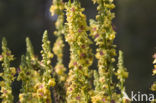 Dark Mullein (Verbascum nigrum)