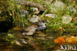 Blackcap (Sylvia atricapilla)