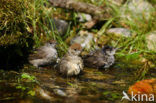 Blackcap (Sylvia atricapilla)