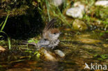 Blackcap (Sylvia atricapilla)
