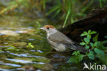 Blackcap (Sylvia atricapilla)