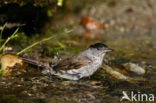 Blackcap (Sylvia atricapilla)