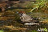 Blackcap (Sylvia atricapilla)