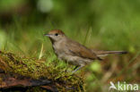 Blackcap (Sylvia atricapilla)