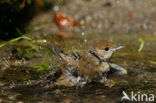 Blackcap (Sylvia atricapilla)