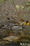 Blackcap (Sylvia atricapilla)