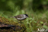 Blackcap (Sylvia atricapilla)