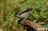 Blackcap (Sylvia atricapilla)