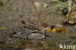 Blackcap (Sylvia atricapilla)
