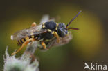 Zwartsprietwespbij (Nomada flavopicta) 