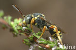 Zwartsprietwespbij (Nomada flavopicta) 