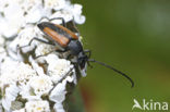 Zwartstreepsmalbok (Stenurella melanura)