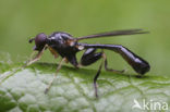 Zweefvlieg (Sphegina sp)