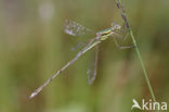 Shy Emerald Damselfly (Lestes barbarus)