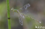 Shy Emerald Damselfly (Lestes barbarus)