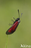 Zygaena purpuralis