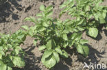 Aardappel (Solanum tuberosum)